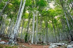 Beech forest