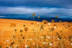 Countryside flowers